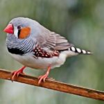 Espèces : Ces oiseaux qui chantent en dormant