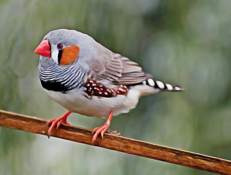 oiseau qui chante dans sa tete silencieusement