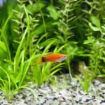 Aquarium : Comment mettre mon poisson en quarantaine et éviter la maladie ?