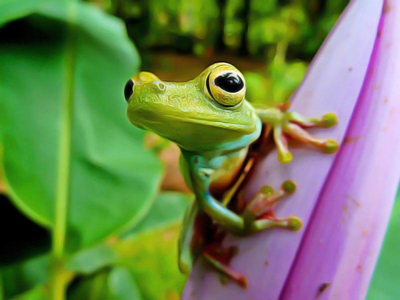 différence entre grenouille et crapaud