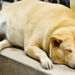 Obésité du chien : La vérité sur l'amidon