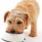 Besoins alimentaires du chien : Notions de base