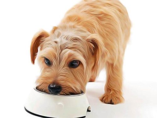 les besoins alimentaires chez le chien