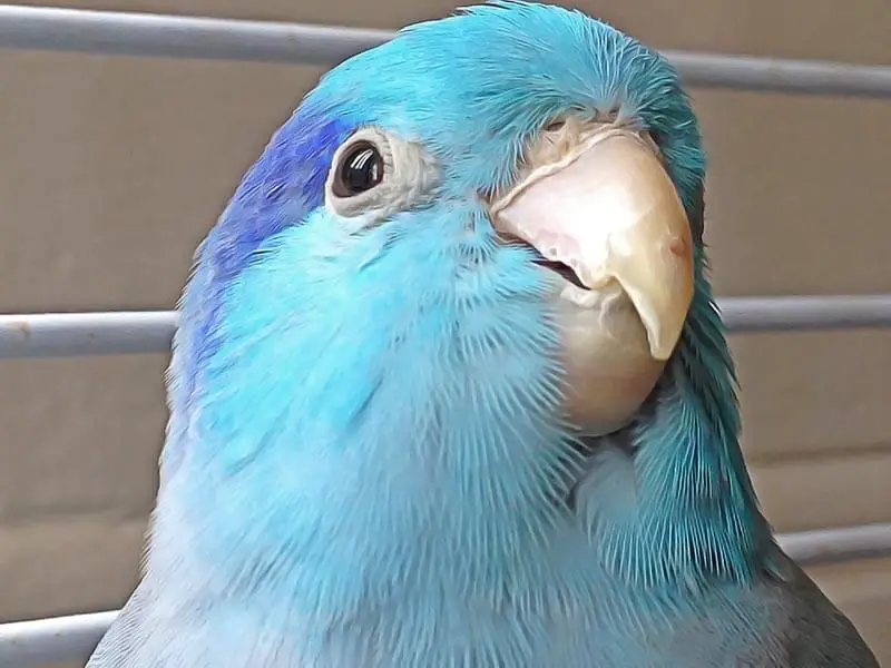 reconnaitre un oiseau en bonne santé