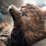 Pelage : astuces et conseils contre les boules de poils chat
