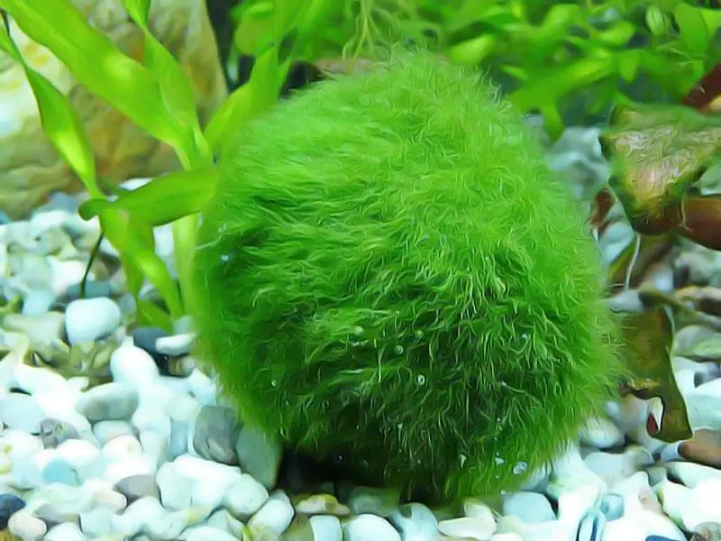 reguler populations algues aquarium