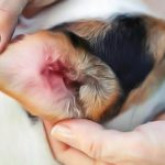 Oreilles infectées du chien : les traitements maison et nettoyage des oreilles efficaces
