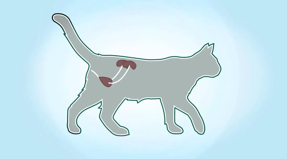 Traiter Naturellement L Insuffisance Renale Chez Le Chat Remedes Naturels Pour Animaux