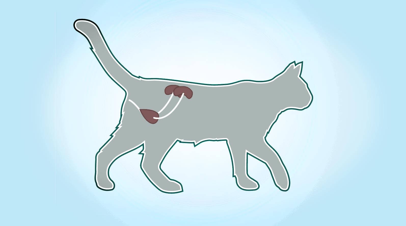 Traiter Naturellement L Insuffisance Renale Chez Le Chat Remedes Naturels Pour Animaux
