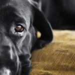 Arthrose du chien : Traiter les douleurs d'arthrite de mon chien naturellement