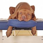Comportement : 3 massages anti-douleur que votre chien va adorer