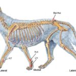 Points d acupression pour les chiens anxieux : Acupuncture pour apaiser la vie du chien