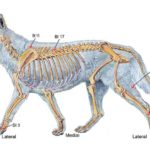 Quels points d'acupression pour arthrose canine : Acupuncture pour la douleur et les articulations du chien