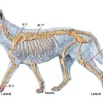 Quels points d'acupression pour arthrose canine : Acupuncture pour la douleur et les articulations du chien