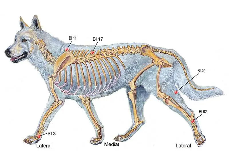 5 point d'acupression arthrose du chien