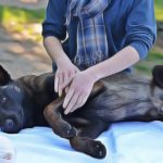 Conseils : 6 bonnes raisons de masser votre chien contre la douleur