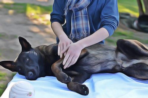 Masser son chien pourquoi