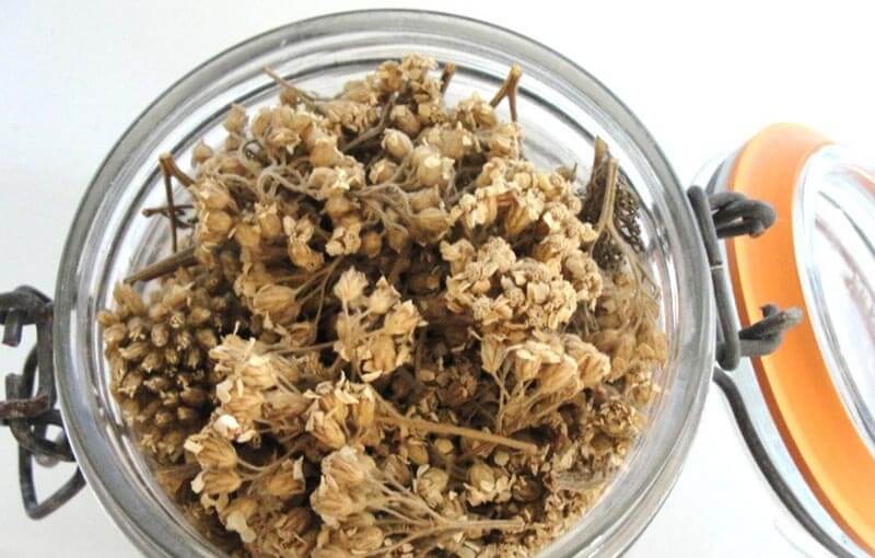 Chien Et Chat Insecticide Naturel Voici Une Poudre Contre Tiques Et Puces Maison Remedes Naturels Pour Animaux