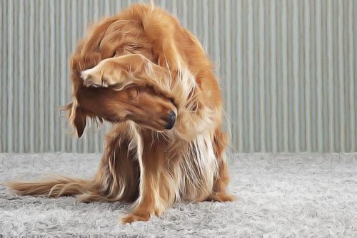 remèdes naturels anti-puces pour le chien