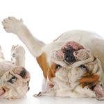 Problèmes de peau : Calmer les démangeaisons du chien naturellement