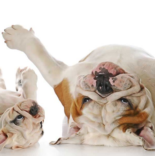 Calmer Chaleur Chat Femelle Huile Essentielle Arthrose du chien : Traiter les douleurs d'arthrite de mon chien