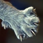 Comment couper les ongles d'un chat ? Bien entretenir les doigts des pattes du chat