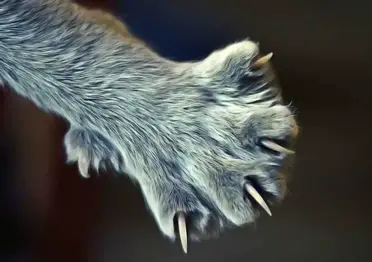 Comment Couper Les Ongles D Un Chat Bien Entretenir Les Doigts Des Pattes Du Chat Remedes Naturels Pour Animaux Comment Couper Les Ongles D Un Chat Bien Entretenir Les Doigts Des Pattes Du Chat Remedes Naturels Pour Animaux