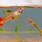 Poissons d'aquarium et suralimentation, que faire ?