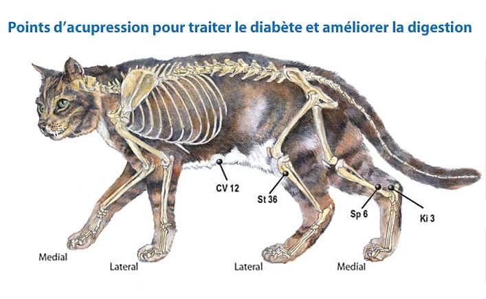 acupression diabete chat