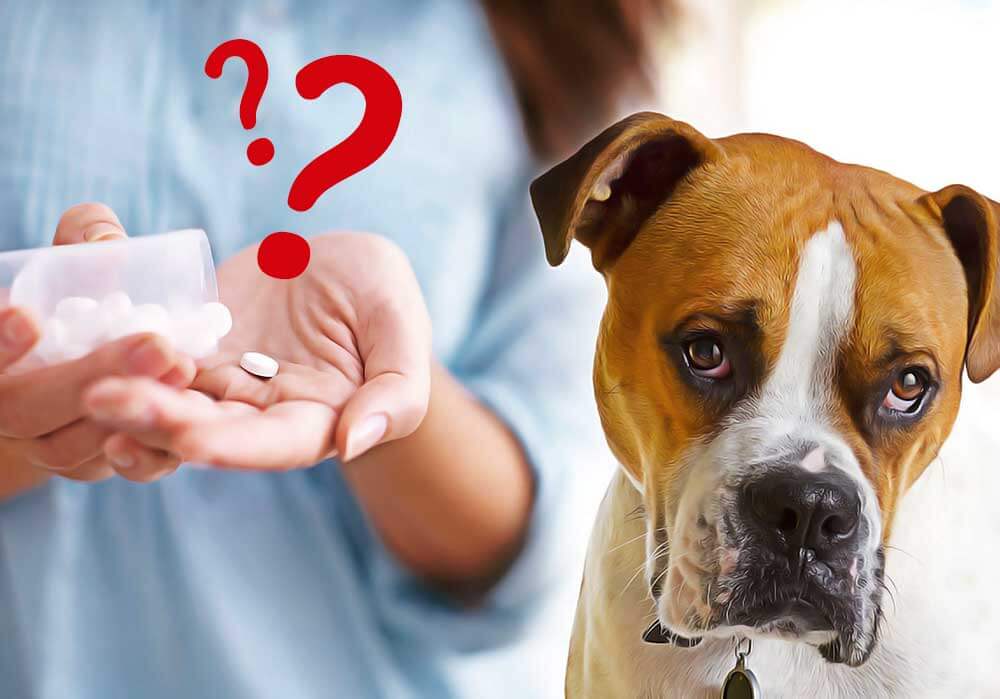 quelle dose aspirine pour chien ?