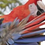 Comment prévenir le picage vicieux chez l'oiseau ?