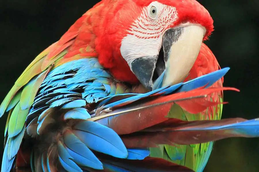 Piquage vicieux chez l'oiseau