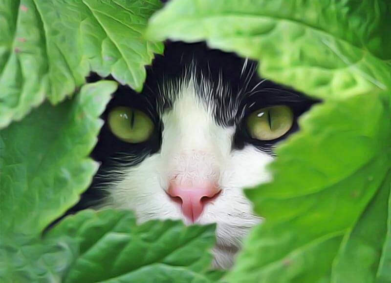 réduire naturellement le stress chez le chat avec les plantes