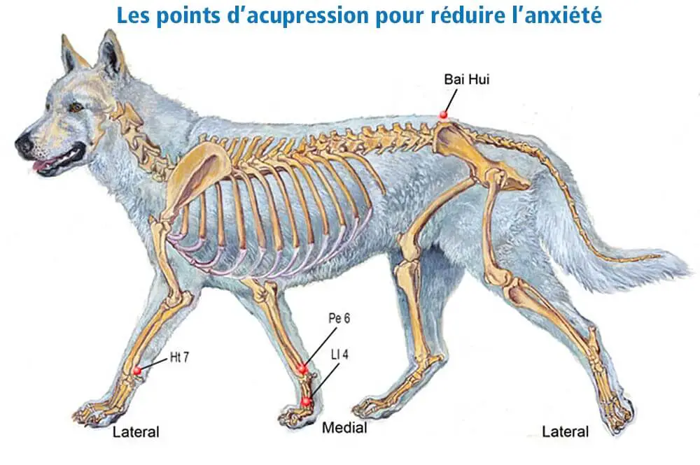 Réduire l'anxiété du chien avec l'acupression