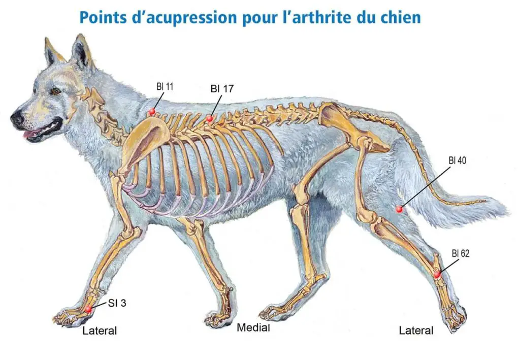 points d'acupression pour l'arthrite du chien