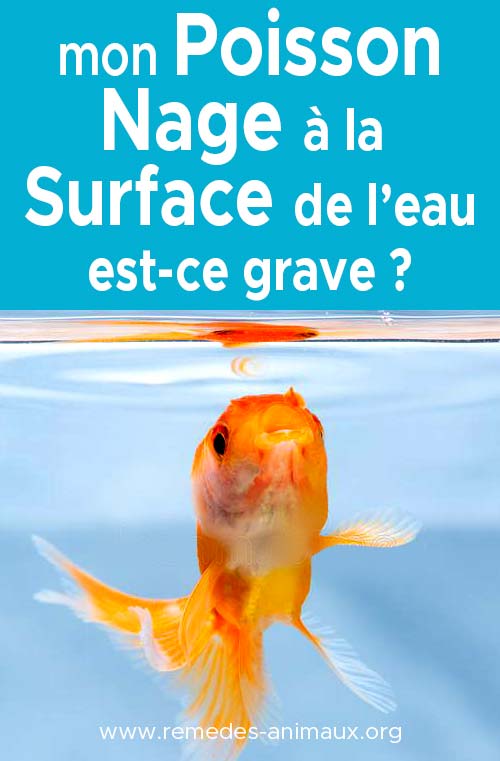 poisson qui nage à la surface de l'eau remèdes naturels