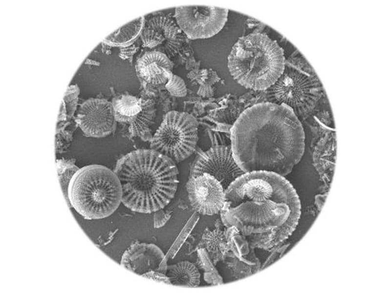 terre de diatomée contre les tiques