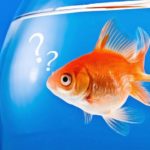 Votre poisson peut-il apprendre ?