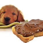 Calculateur de toxicité au chocolat chez le chien