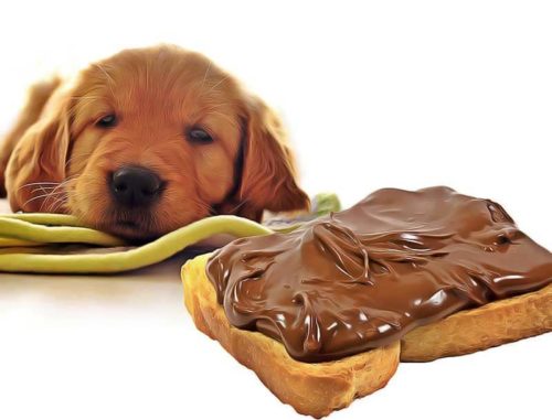 calculer dose chocolat toxique pour chien