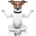 Remèdes naturels pour chiens hyper-actifs, anxieux ou agressif : Conseils et remèdes pratiques