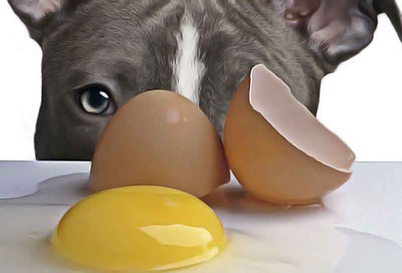 les oeufs crus sont bons pour les chiens