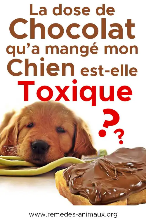 dose de chocolat toxique chien chat