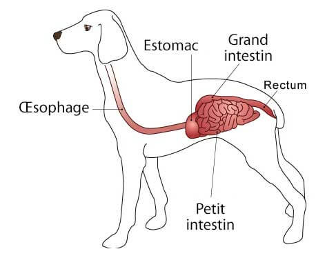 estomac chien