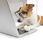 Testez le Q.I. de votre chien : Est-il intelligent ?