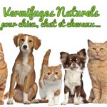 Vermifuges naturels pour animaux de compagnie : Comment vermifuger vos chiens et chats