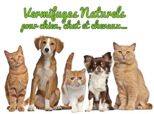 vermifuge maison chien chat cheval