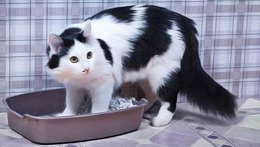 Conseils Comment Dissuader Un Chat D Uriner Partout En Dehors De Sa Litiere Remedes Naturels Pour Animaux