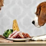 Chien qui refuse de manger les aliments de sa gamelle, que faire ?