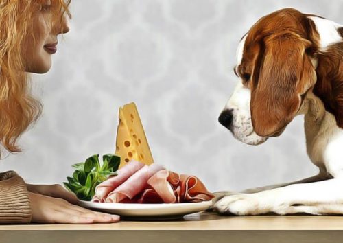 Que faire lorsqu'un chien ne veut pas manger ?